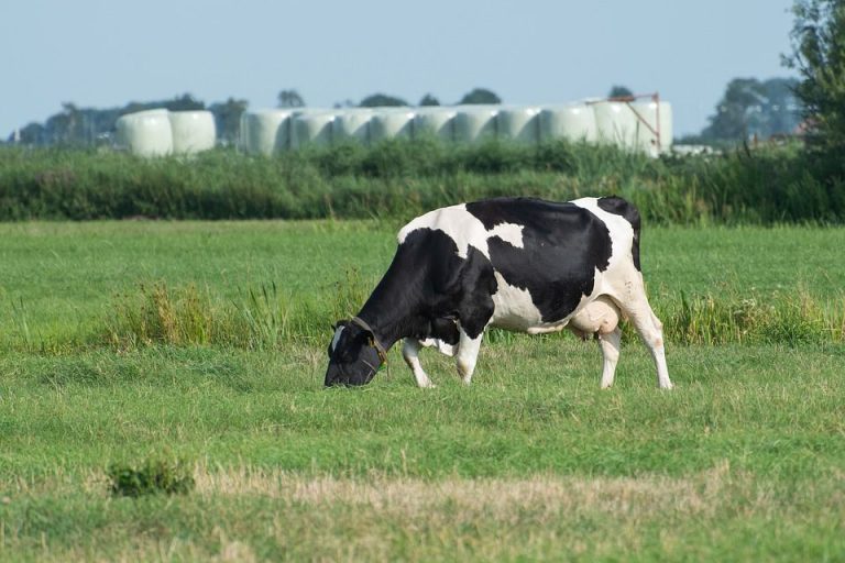 Feeding and Management Techniques of Dairy Cows in the High Lactation