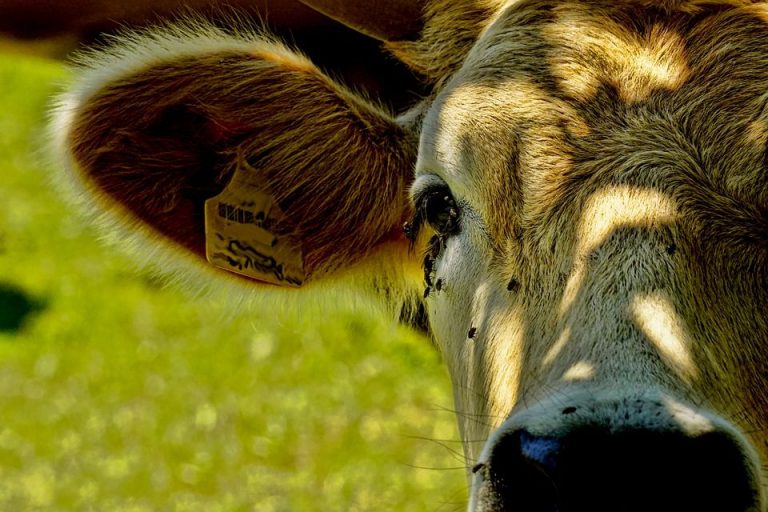 What do they feed cows to fatten them upBALLYA